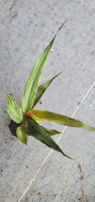 Alpinia luteocarpa Red Rubin