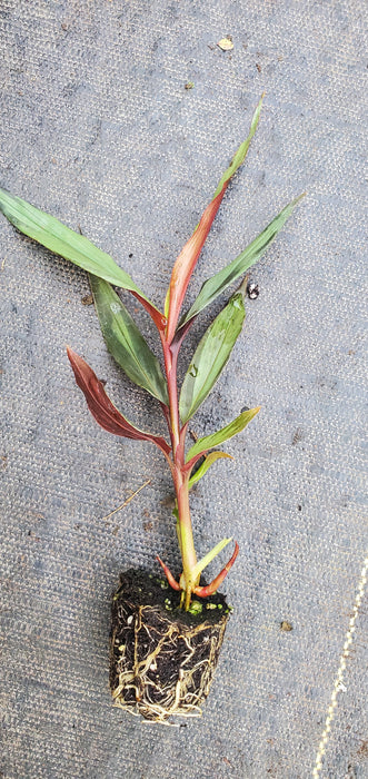 Alpinia luteocarpa Red Rubin