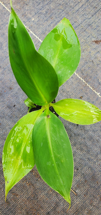 Musa Dwarf Cavendish