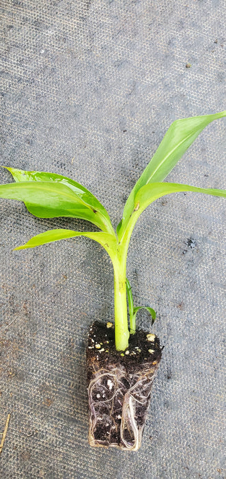 Musa Dwarf Cavendish