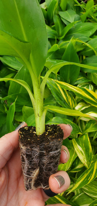 Musa Dwarf Cavendish