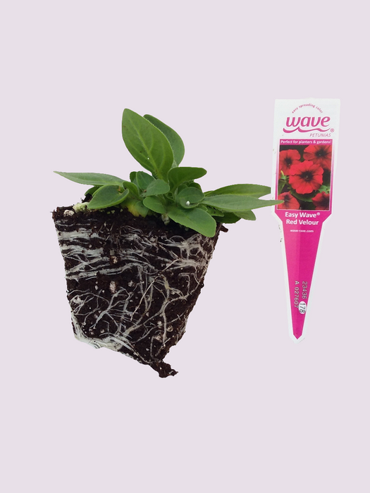 Petunia Easy Wave Red Velour