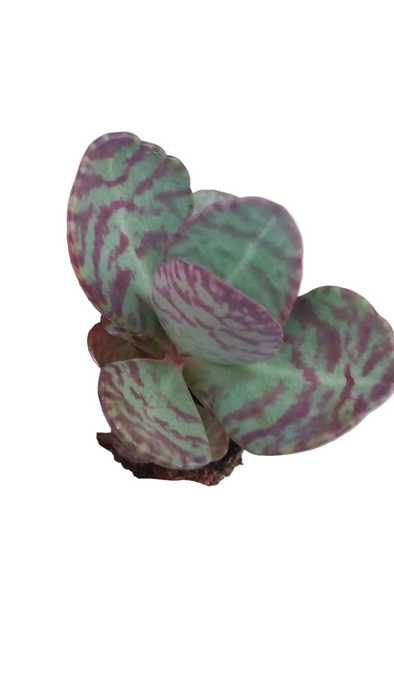 Kalanchoe humilis