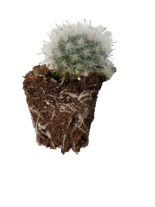 Mammillaria Bocasana