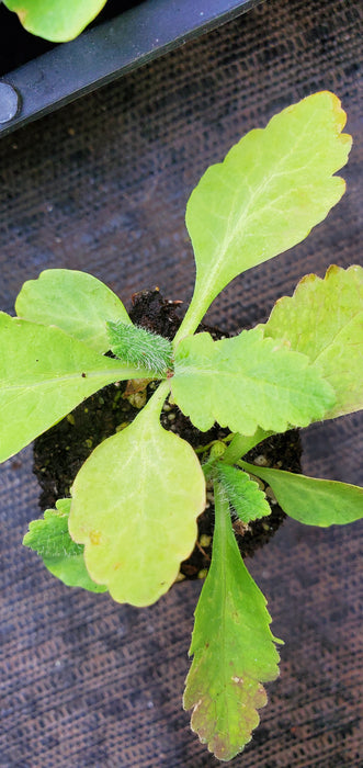 Papaver Beauty of Livermere