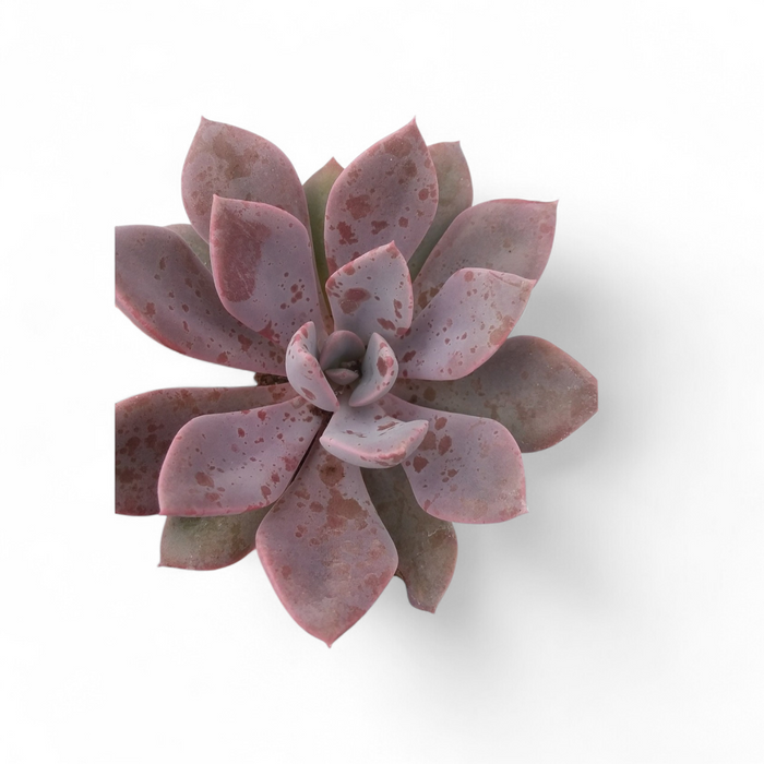 Graptoveria Debbie