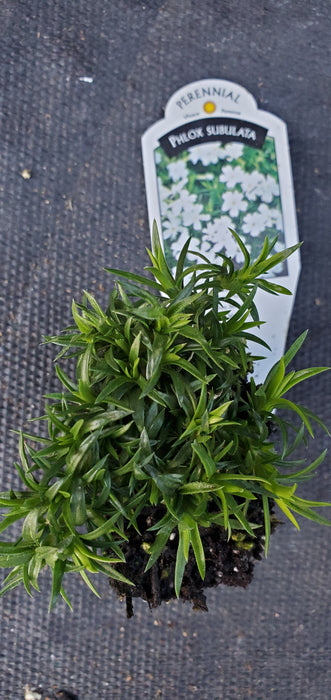 Snowflake Phlox subulata.