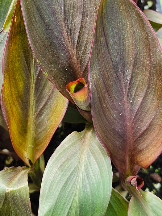 Cannova Bronze Peach Canna Lily