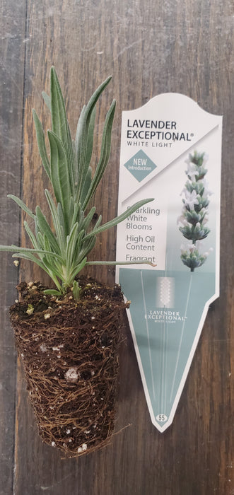 Lavender x intermedia Exceptional