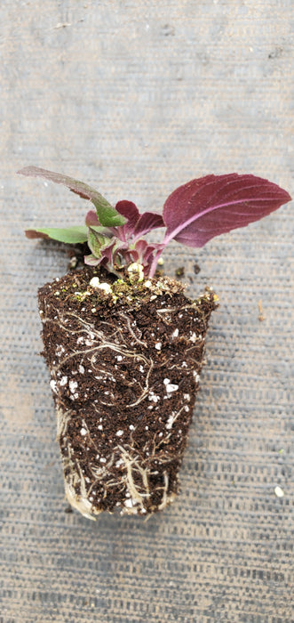 Pycnanthemum Smokey Mountain Mint