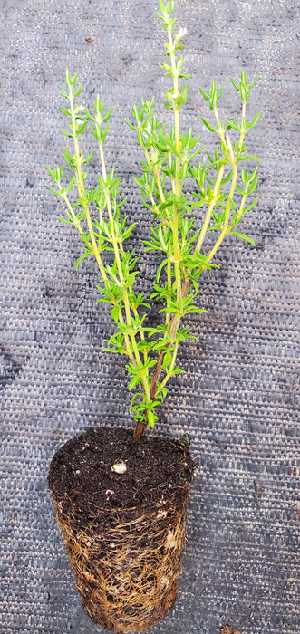 Miniature Narrow Leaf English Thyme plant