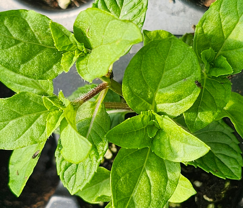 Mint Current