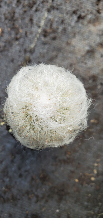 Espostoa Nana Dwarf Old Man Cactus