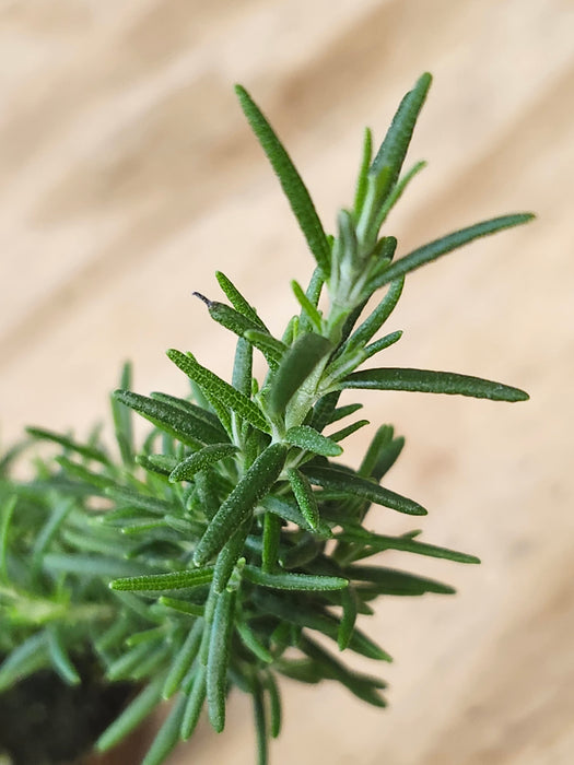 Rosmarinus Blue Boy Rosemary