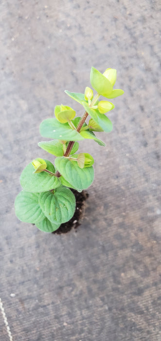 Barbara Tingey Ornamental Oregano