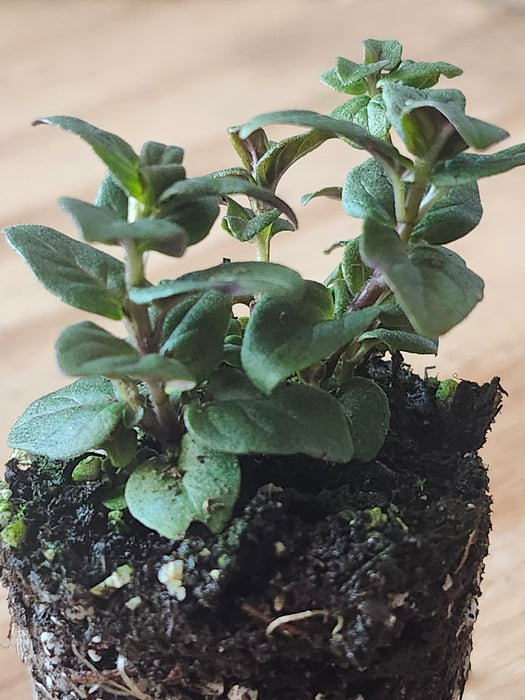 Appalachian Mountain Mint Pycnanthemum montanum