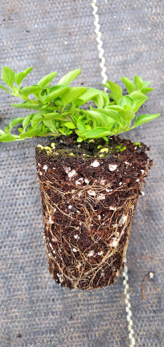 Dwarf Greek Oregano