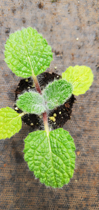 Shangri La Salvia Moorcroftiana x indica