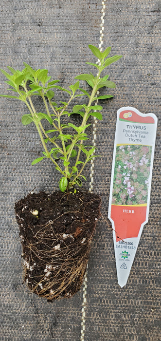Pennsylvania Dutch Tea Thyme