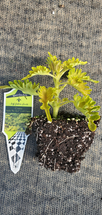 Under The Sea Gold Guppy Coleus