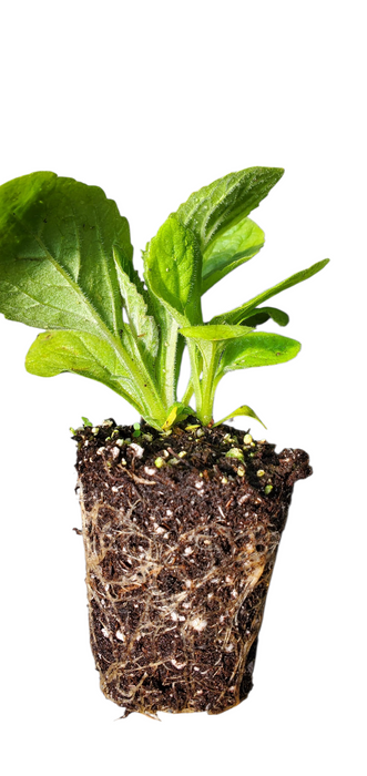 Digitalis Candy Mountain Peach Foxglove