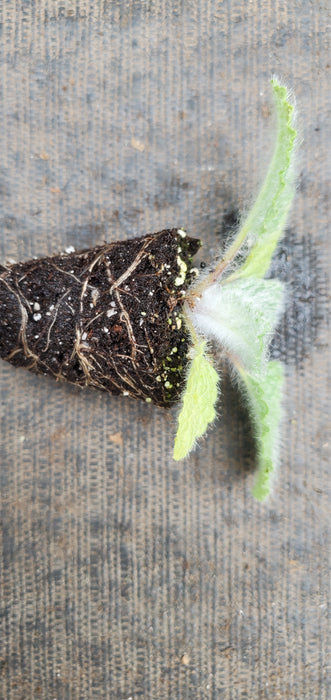 Shangri La Salvia Moorcroftiana x indica