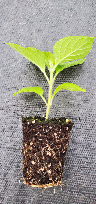 Tree Basil Ocimum Suave