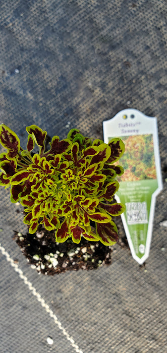 Tidbits Tammy Coleus