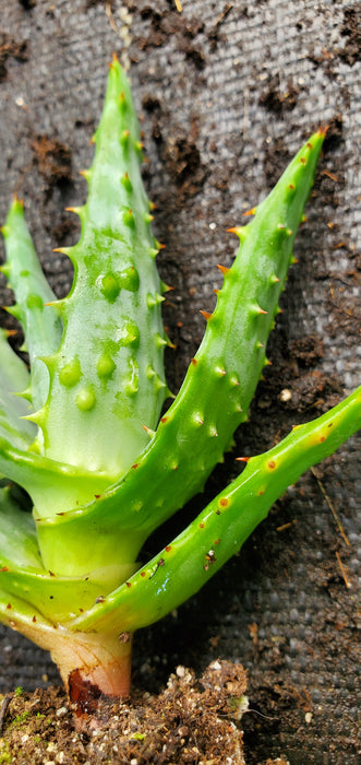 Aloe Spectabilis Mountain Aloe plant
