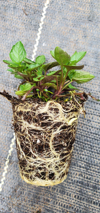 Official Skullcap Scuttelaria laterifolia