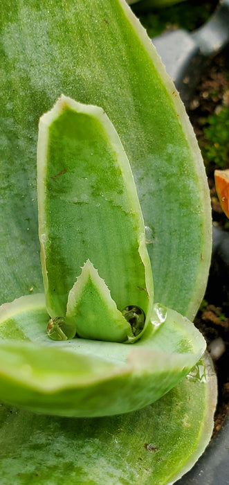 Aloe Striata Coral Aloe plant