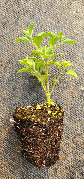 Compact Sweet Marjoram