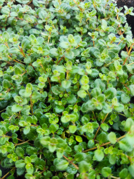 Hall's Woolly Thyme
