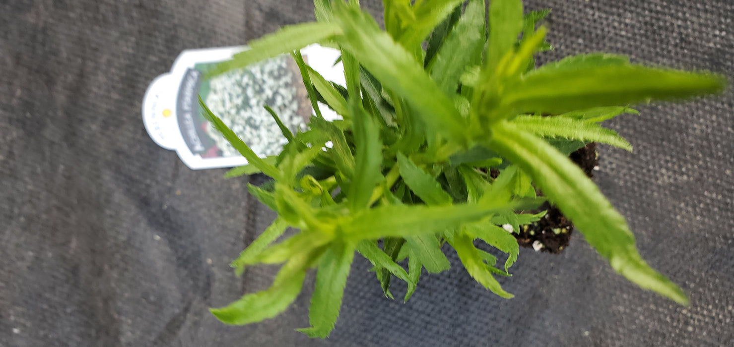 Peter Cottontail  Achillea ptarmica