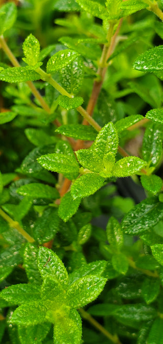 Bahama Berry Nashia Inaguensis