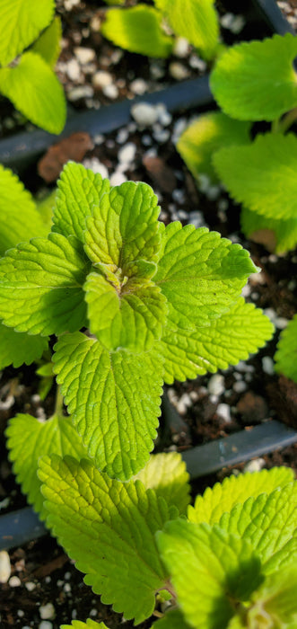 Nepeta Chartreuse On The Loose