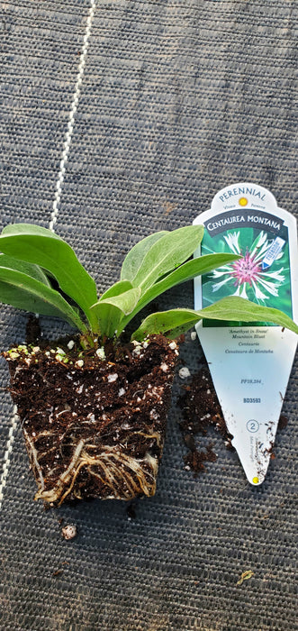 Amethyst in Snow Mountain Bluet Centaurea Montana