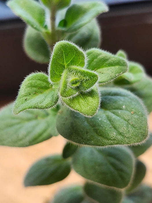 Oregano Calcaratum Dittany of Amorgas