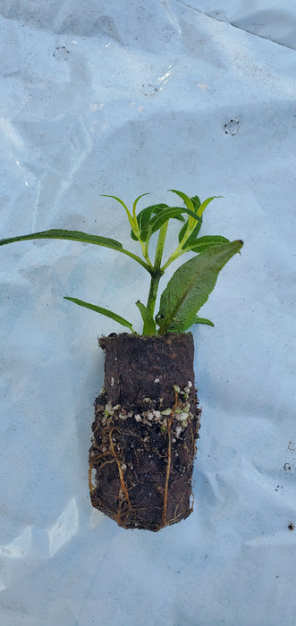 Danielle's Dream Salvia Leucantha