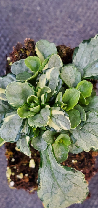 Princess Elsa ajuga reptans. Bugleweed