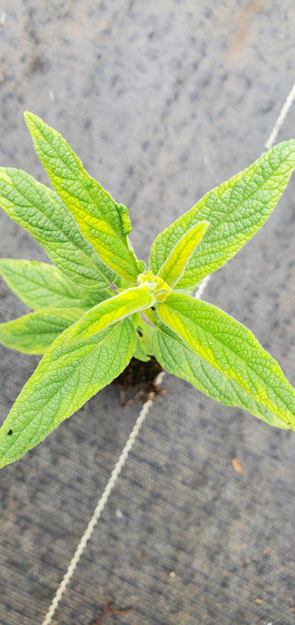 Salvia Leucantha Variegata