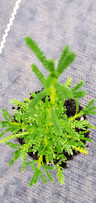 Dwarf Green Santolina Ericoides