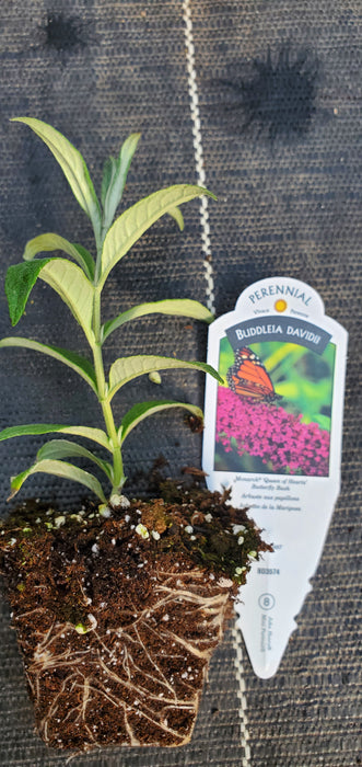 Monarch Queen of Hearts Butterfly Bush Buddleia Davidii