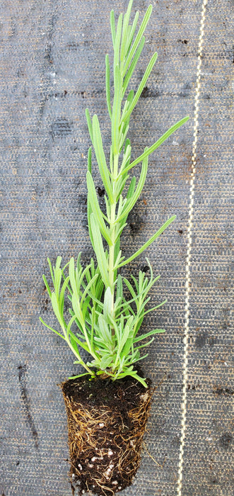 Lavender Folgate