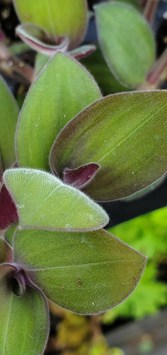 Baby Bunny Bellies Tradescantia Chrysophylla