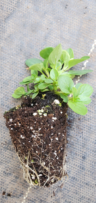 Mounding Marjoram