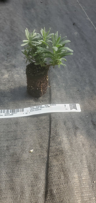 Lavender Nana Alba