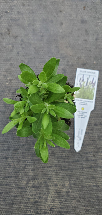 Lavender Blue Spear