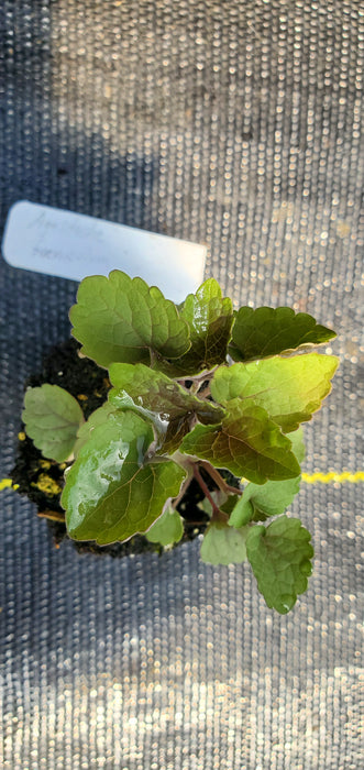 Agastache foeniculum