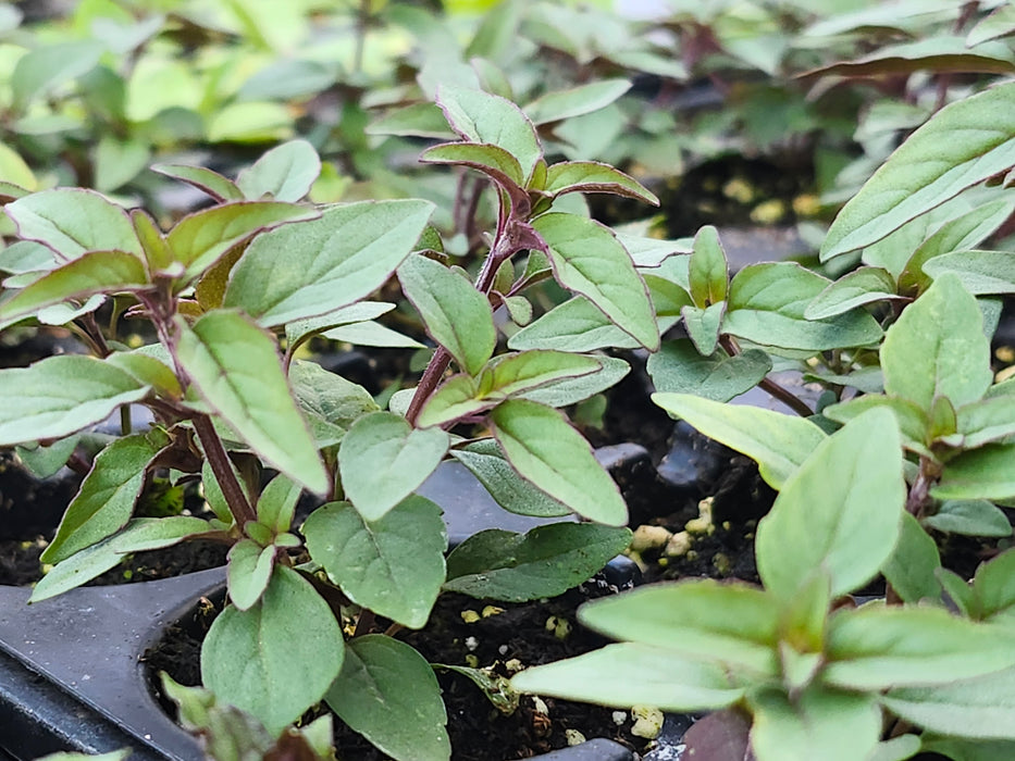 Pycnanthemum Floridianum Florida Mountain Mint